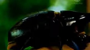 Насекомые гиганты