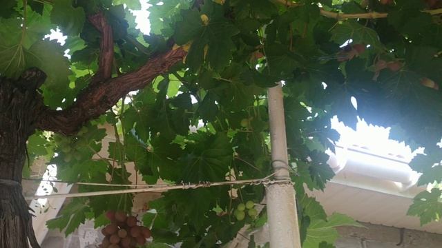 Виноград Гурман Лакомка,2-3 урожая в год. смотреть онлайн