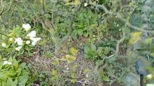 Цветение трифолиаты (понцируса) Flying Dragon