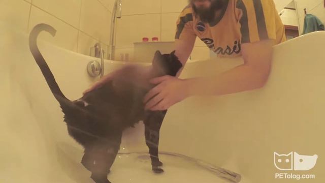 Моем кота дома (видео для новичков) смотреть онлайн