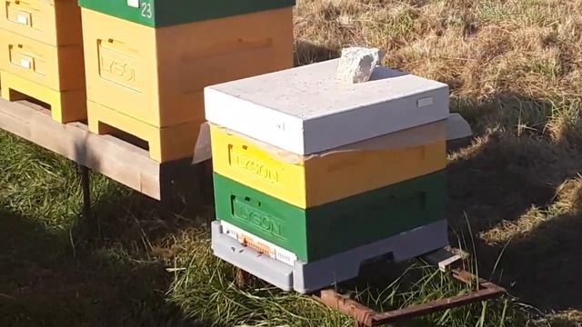 улья лысонь Вологодские смотреть онлайн