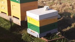 улья лысонь Вологодские