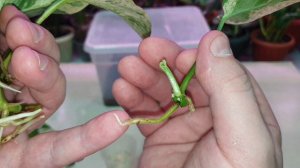 укоренение сциндапсусов