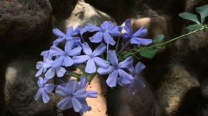 Музыка для души и красивые цветы (музыка цветов)