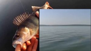 Ловля окуня на отводной поводок летом