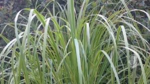 САЖАЕМ ЭТИ РАСТЕНИЯ С ОПАСКОЙ!  ВЕСЬМА АГРЕССИВНЫ!