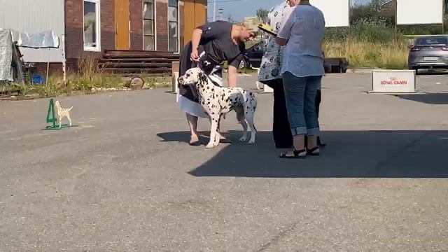 Чемпионат Далматинов. часть 1. Кобели