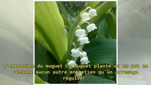 Muguet : plante porte bonheur ou plante toxique ?