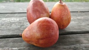 Груша зимова Ред Анжу (pear Red Anjou). Дегустація 2023рік. ІІ частина