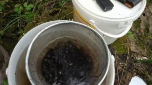 Ловля дафнии.