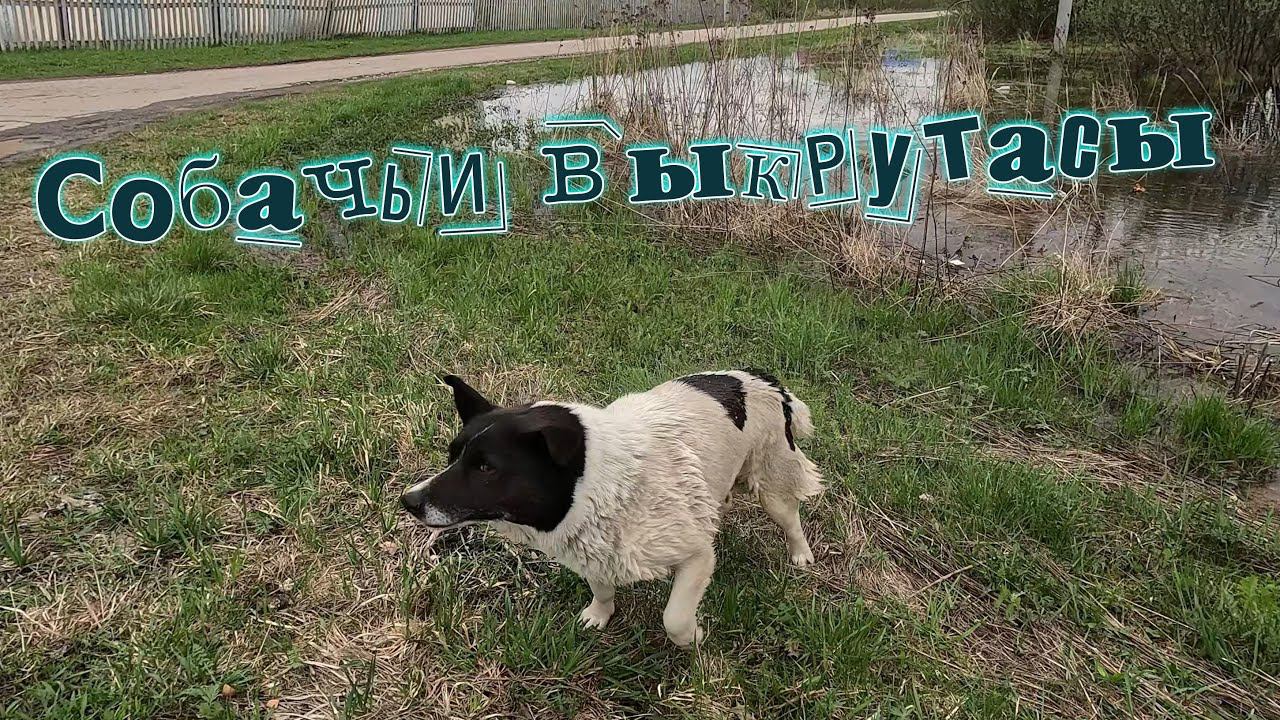 Собачьи выкрутасы. Купальный сезон открыт!