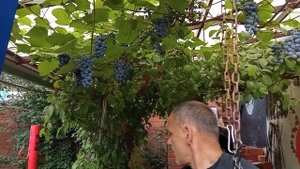 Амурский неукрывной виноград на Южном Урале