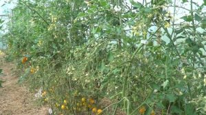 ТОМАТ ИЛЬДИ  РЕКОМЕНДУЮ