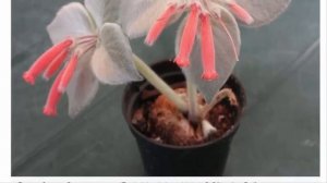 Рехстейнерия комнатный экзот для опытных цветоводов