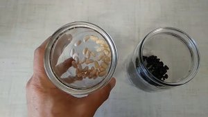 Посев спаржевой фасоли - мой опыт
