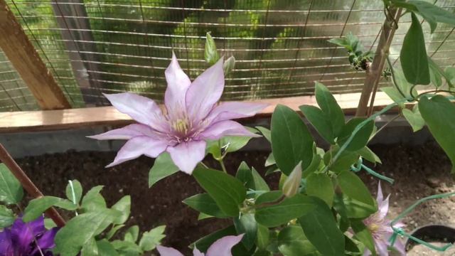 карлики и низкорослые патио клематисы не для продажи смотреть онлайн