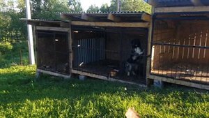 НУЖНА ЛИ ТРАВА СВИНЬЯМ?!