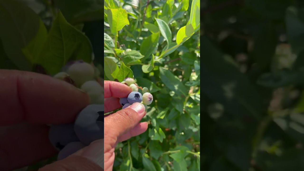 Голубика Sierra. Подмосковье. #голубика #ягода #подмосковье #саженцыголубики смотреть онлайн