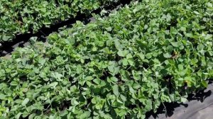 Клубника Клери, расширяем посадки!