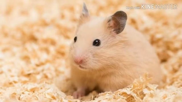 Минусы содержания сирийского хомяка