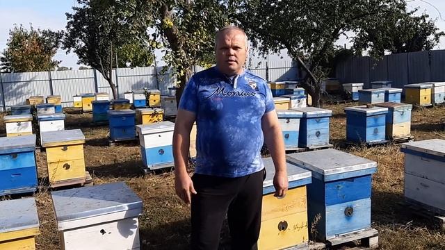 Итоги сезона 2019 - Карника, Бакфаст, Карпатка и местная. смотреть онлайн