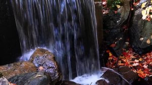 Успокаивающий звук ручья. Лесной ручей, Звуки природы. Шум воды. Горный ручей. Релакс 4К Video SSI