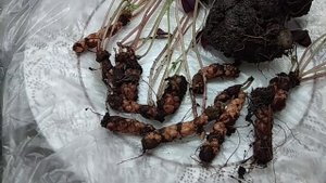 Комнатные растения. #ОКСАЛИС (Кислица, Бабочка). Ризомы Оксалиса.