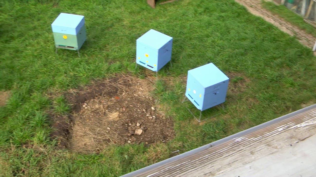 Мои пчёлы 29 сентября 2019 г. Нефтекамск.