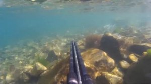 Подводная охота в Приморском крае на пеленгаса и кефаль 23.06.17г.