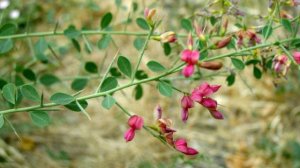 Жантақ пайдасы мен Жантақтың емдік қасиеті Өт-бауырыңыз ауырса көріңіз