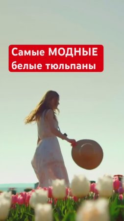 БЕЛЫЕ ТЮЛЬПАНЫ: 5 самых модных сортов 2024