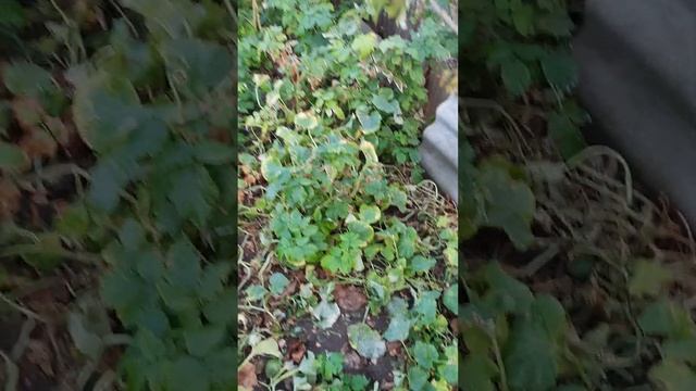 ВОТ ТАК ВЫГЛЯДИТ ОСЕННИЙ ОГОРОД смотреть онлайн