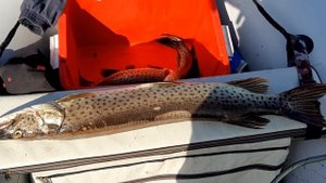 ТАЛАКАН ,( 1) шестой выезд  2021 г.