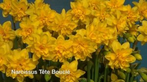 Narcissus Tête Bouclé - Narcissus Bulbs from Holland