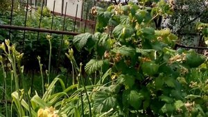Прищипывание однолетних побегов малины.