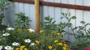 Конец лета. Прогулка по саду. Подвожу итоги 2019 года. часть 5