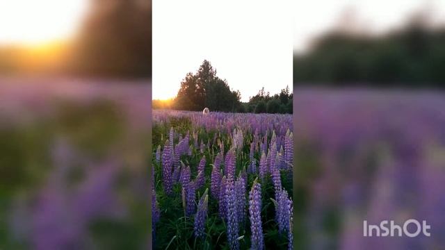 Фотосессия в люпинах смотреть онлайн