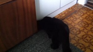 котик кушает пельмень.mp4