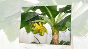 Как вырастить БАНАН из семян. Уход за КОМНАТНЫМ БАНАНОМ в домашних условиях