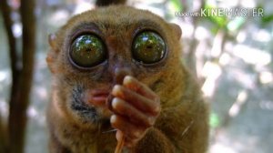 Самые редкие животные