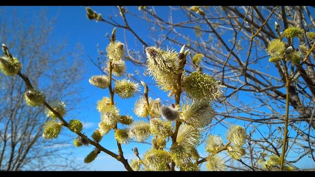 Ю Левитанский  Апрель #стихиовесне#поэты20века