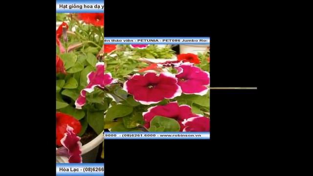 Giống hoa Yên thảo PET086 смотреть онлайн