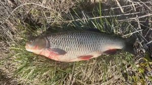 Высокая грядка из ЭППС