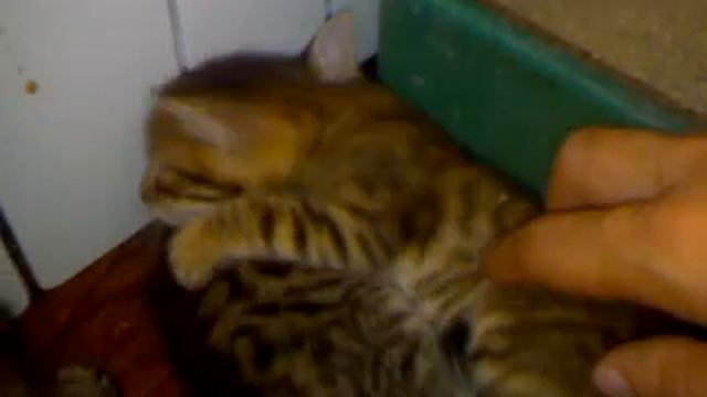 Тигрёнок смотреть онлайн