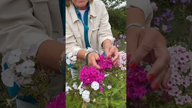 Флокс Поздняя Вуаль #ландшафтныйдизайн #garden #plant #flower #nursery #флокс #флоксы #вуаль