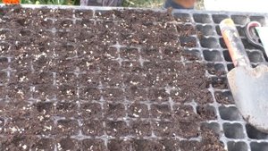 Супер способ выращивания укропа и кинзы во второй половине лета!