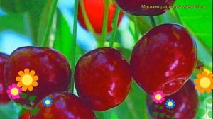 Вишня Новодворская. Краткий обзор, описание характеристик prunus cerasus Novodvorskaya