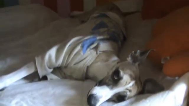 Уиппет, которого достали смотреть онлайн