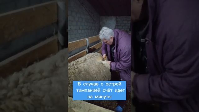 Барана пришлось протыкать ножом. Первая помощь животным. Спасение барана при острой тимпании рубца.