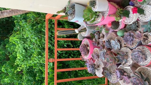 Reto 15 suculentas de color verde 💚 #suculentas #suculents #suculentasdesol смотреть онлайн